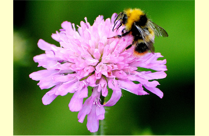 Bumblebee on Scabious