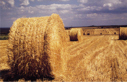 Harvest Time