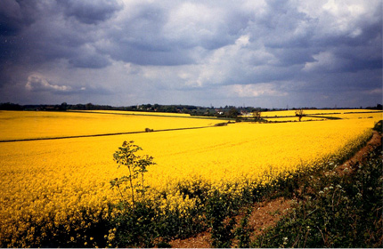 Hertfodshire Rapefields