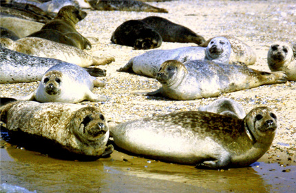 Seals on Blakeney Point
