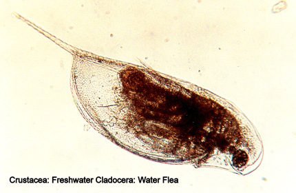 Water Flea